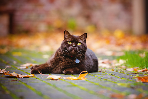 brown cat with tag on collar lying in road surrounded by leaves - victims of cat bites in Nevada can bring a lawsuit