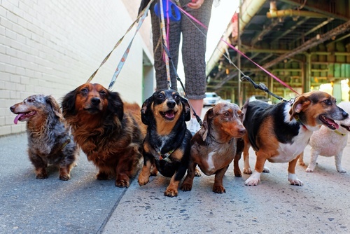dogs on leashes
